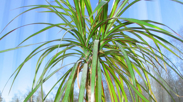 Комнатные пальмы: фото и названия
